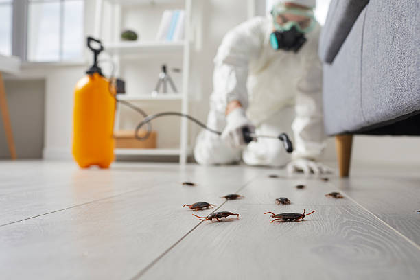 Commercial Kitchen Cockroach Control in Verde Village